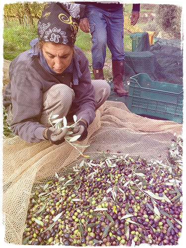 Raccolta delle olive